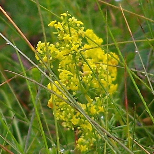 Lady's Bedstraw
