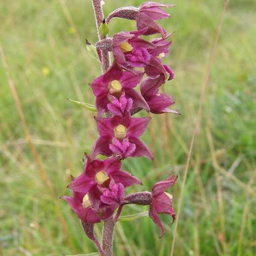 Red Helleborine Orchid