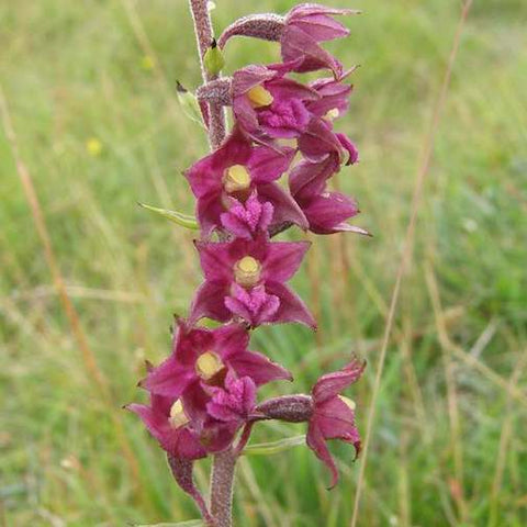 Red Helleborine Orchid