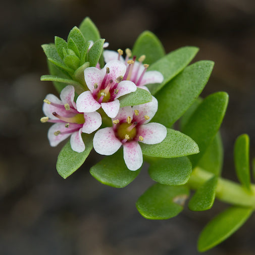 Sea Milkwort