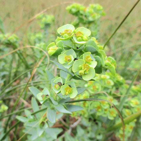 Sea Spurge