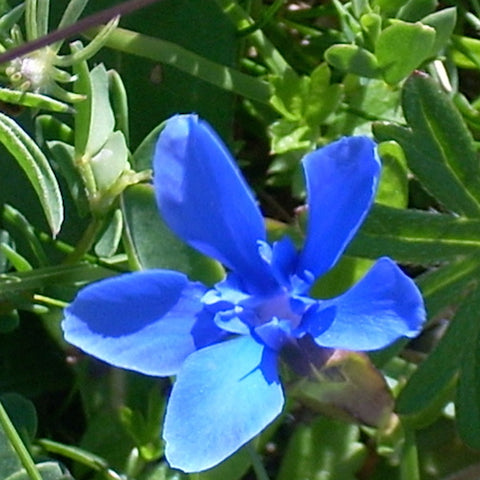 Spring Gentian