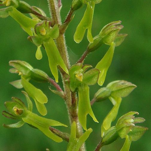 Twayblade Orchid