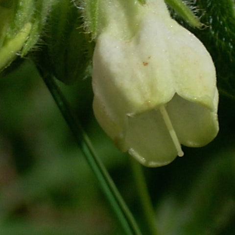 White Comfrey (IR)