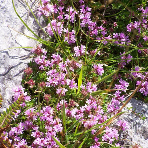 Wild Irish Thyme