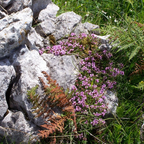Wild Irish Thyme