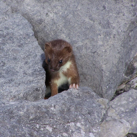 Wild Stoat