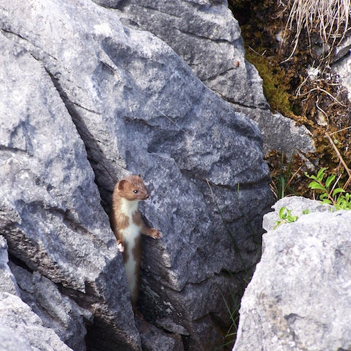 Wild Stoat