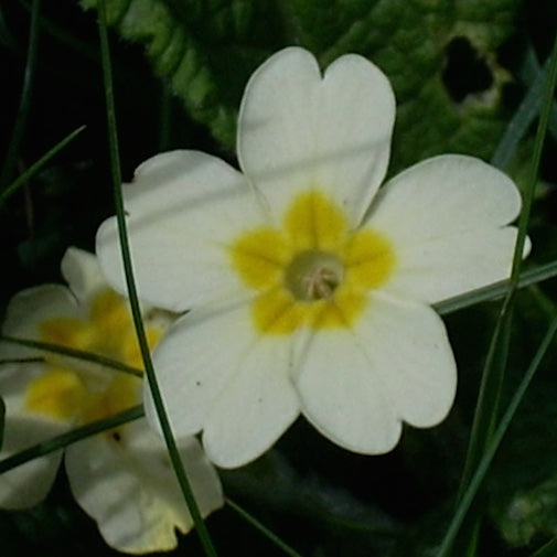 Yellow Primrose
