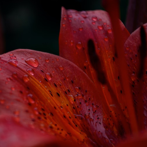 Amethyst Temple Lily