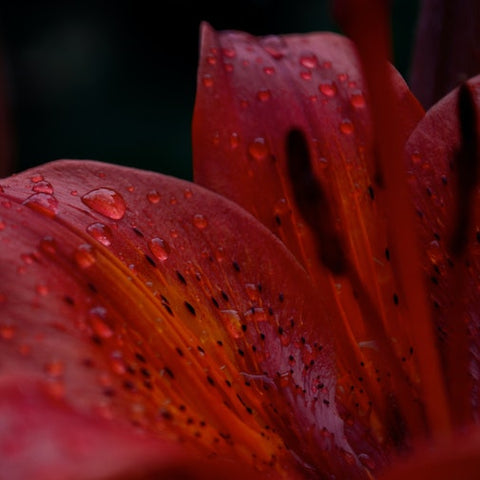 Amethyst Temple Lily