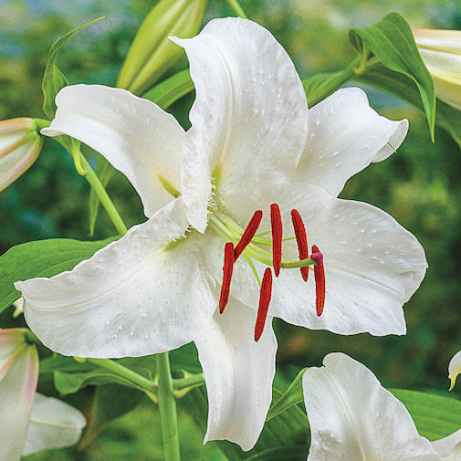 blanca lily flower Casa Blanca Lily
