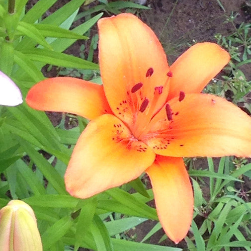 alpine lily flower essence Enchantment Lily
