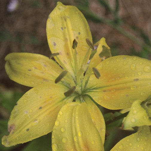 Sunray Lily