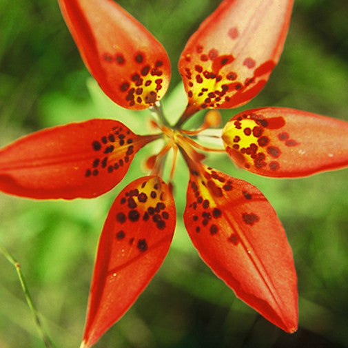 wood lily flower Wood Lily