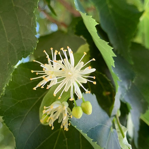 Using Flower Essences for Anxiety Organic, handcrafted, healing