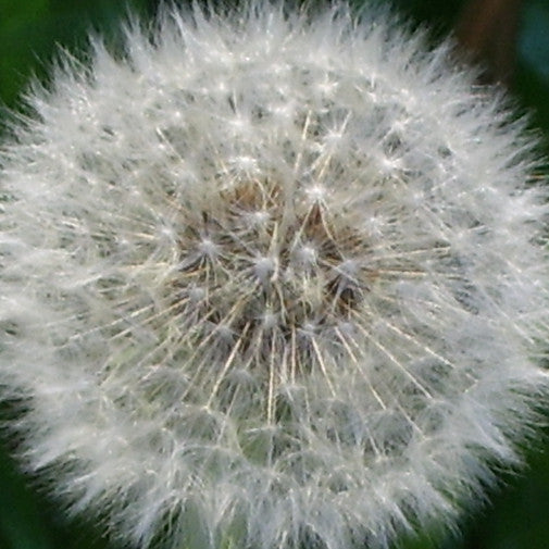 Dandelion