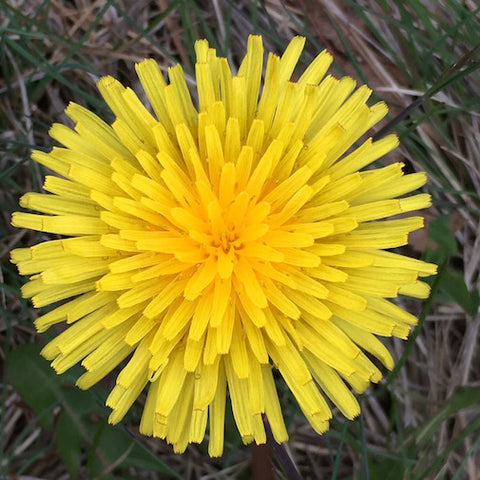 Dandelion
