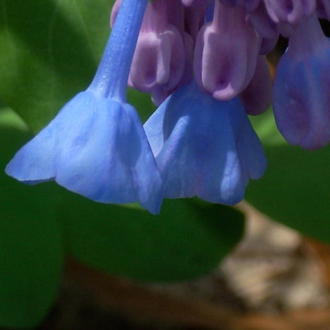 Bluebell