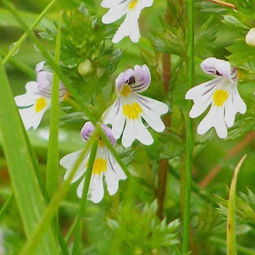 eyebright plant seeds Eyebright