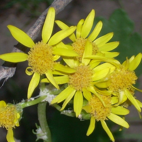 Arnica