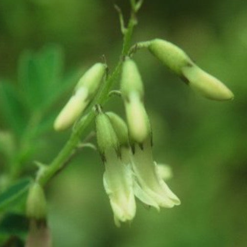 Astragalus