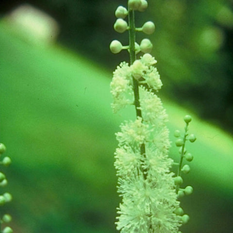Black Cohosh