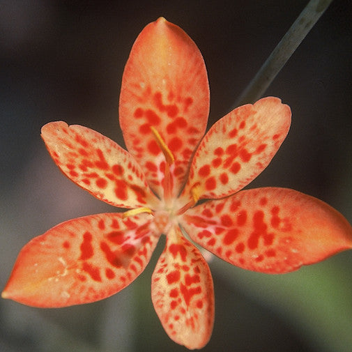red lily flower essence Blackberry Lily