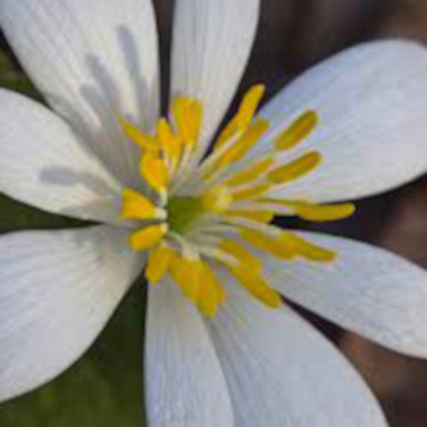 Bloodroot