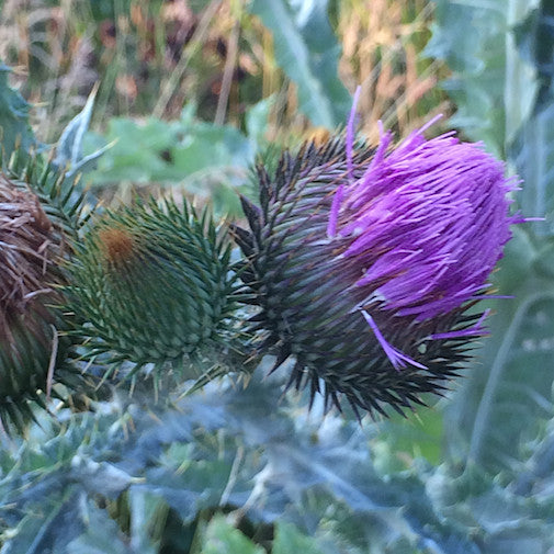 Bull Thistle