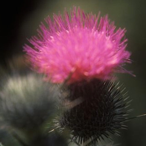 Bull Thistle