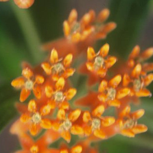 Butterfly Weed
