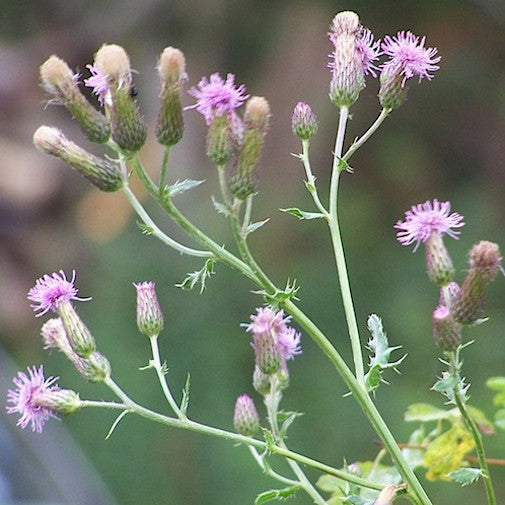 Canada Thistle