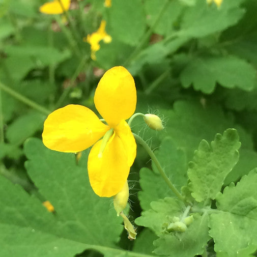 Celandine