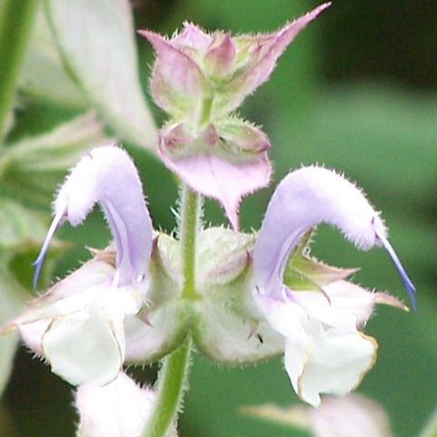 Clary Sage
