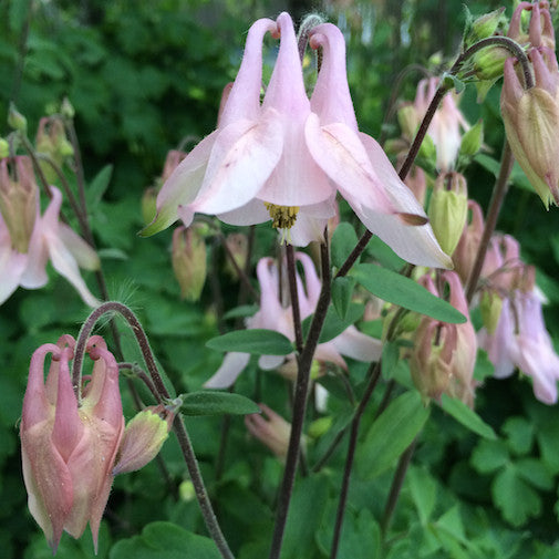 Columbine (White)