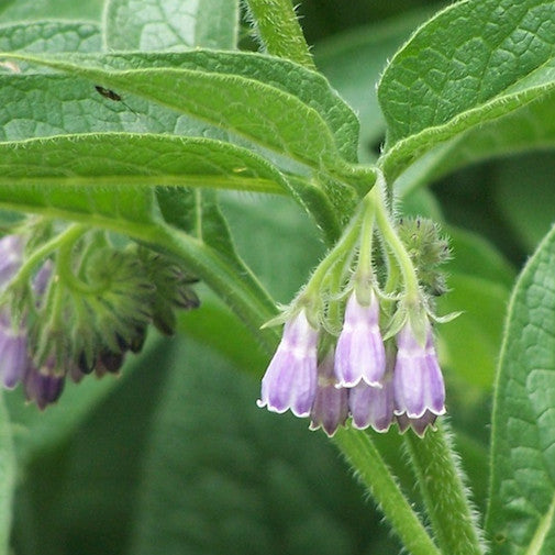 Comfrey | Organic, hand-crafted, healing flower essences