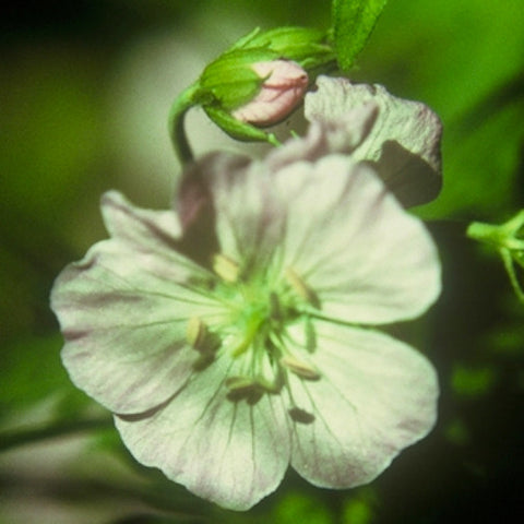 Geranium