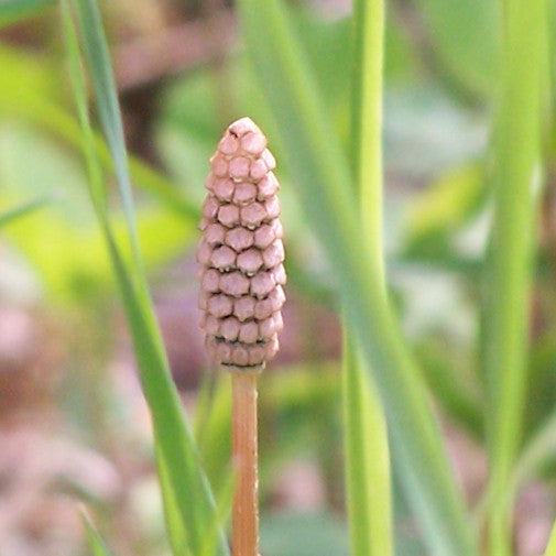 Horsetail