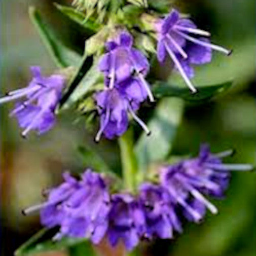 Hyssop