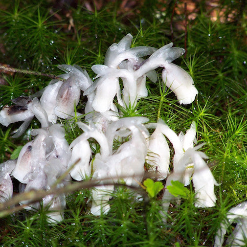 Indian Pipe