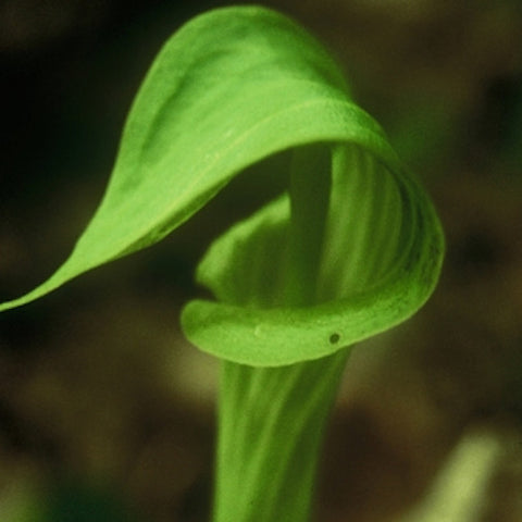 Jack-in-the-Pulpit