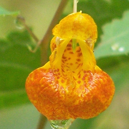 Jewelweed