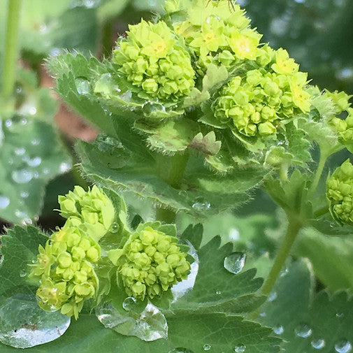 Lady’s Mantle
