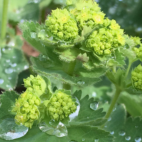 Lady’s Mantle