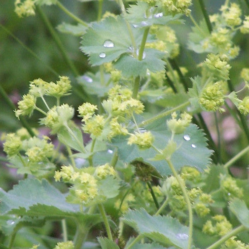 Lady’s Mantle