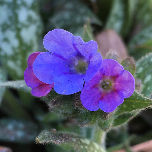 Lungwort