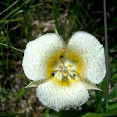 Mariposa Lily