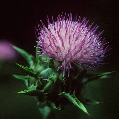 Milk Thistle