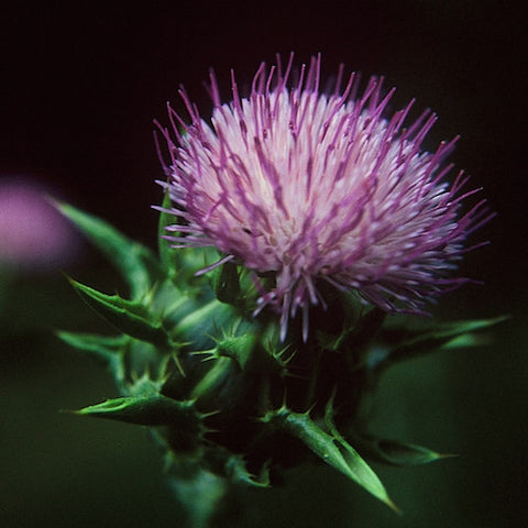 Milk Thistle